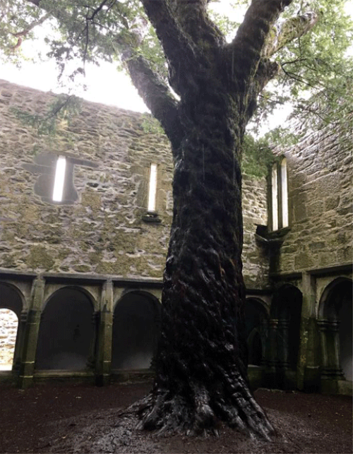 This tree represents a highlight for me on the tourI had just wandered through the ruins of Muckross Abbey in Killarney National Part and discovered this 600 year-old ancient yew, still thriving in the cloistered courtyard, centuries after the place had gone into ruin. It was dripping with rain and almost seemed as though it were crying. I later bought myself a silver yew necklace to commemorate this special moment on the tour.