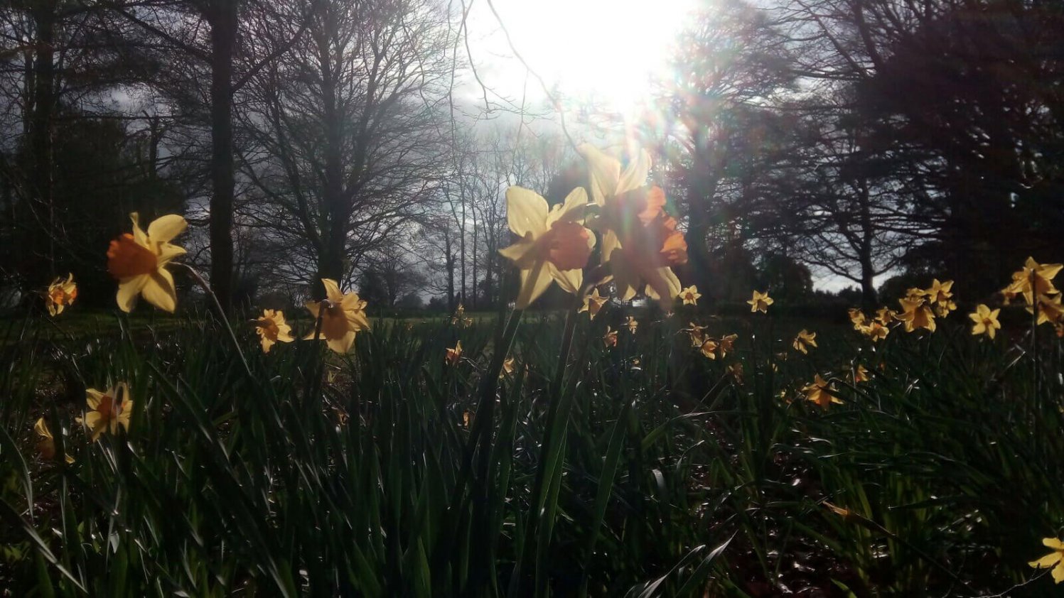 Daffodils in Blarney