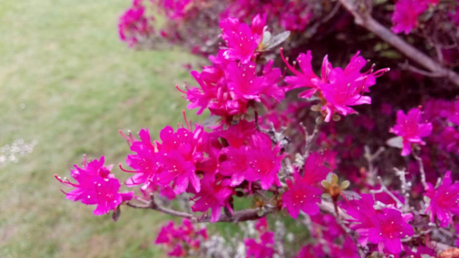 Pink Irish wildflowers