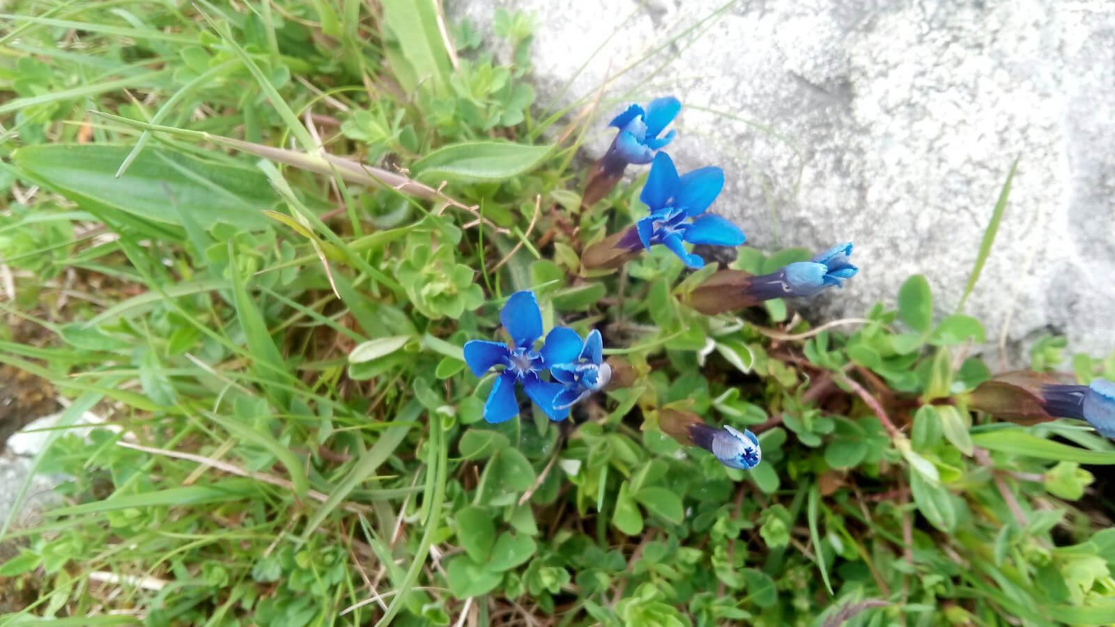 Vårblommor av ensian i Burren