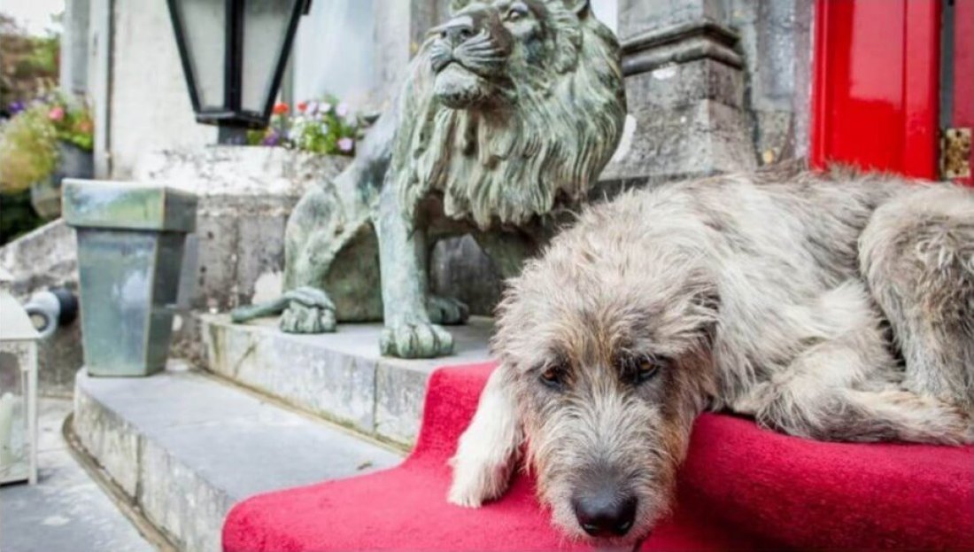 Mr Higgins the Irish wolfhound reclines on the red carpet at Ballyseede Castle Hotel