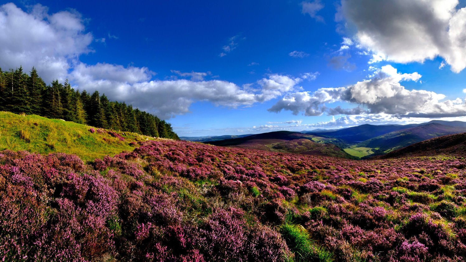 Purple heather in Wicklow Mountain National Park