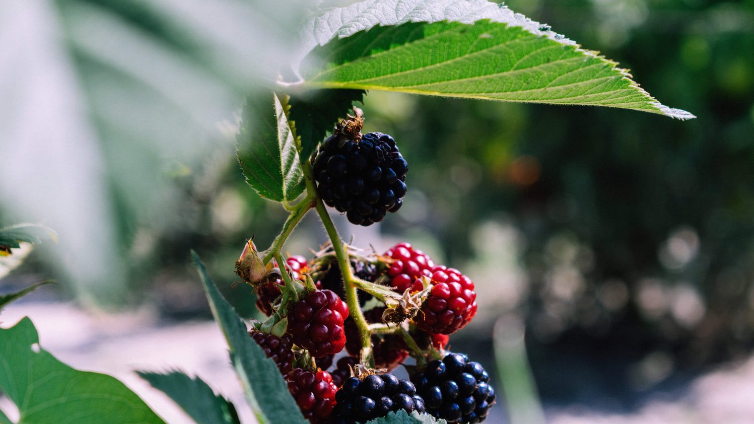 Close up of blackberries