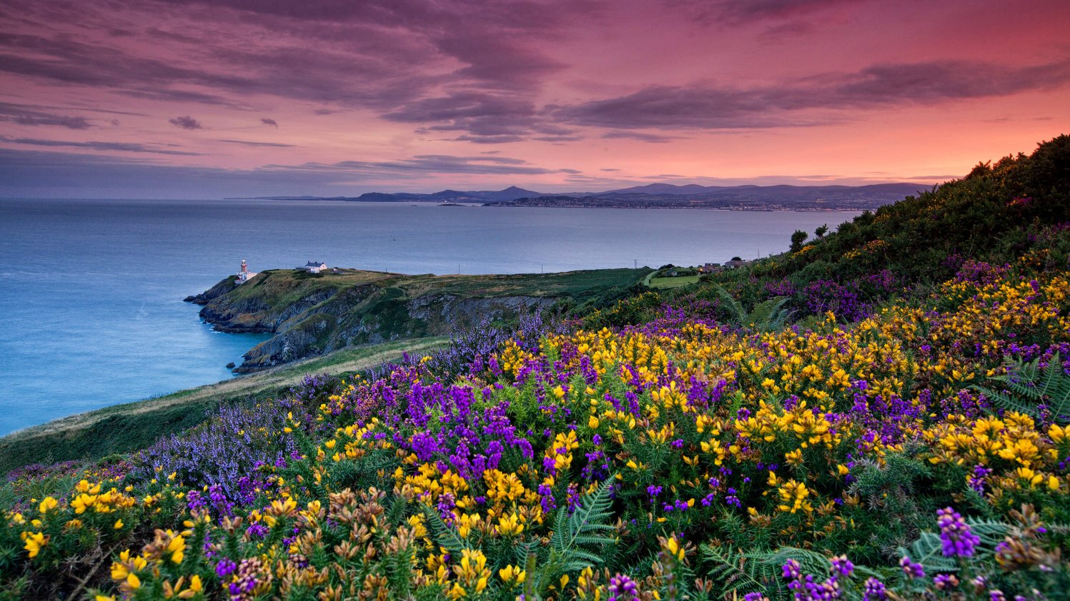 Colourful heather and gorse flowers above Howth Head lighthouse and a view south across Dublin Bay